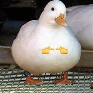 Meet your Posher, Spencer